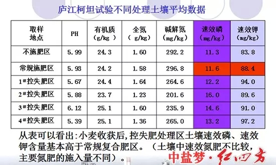 廬江柯坦實驗不同土壤處理對比圖，控失復合肥明顯高于普通肥料和不施肥區(qū)域