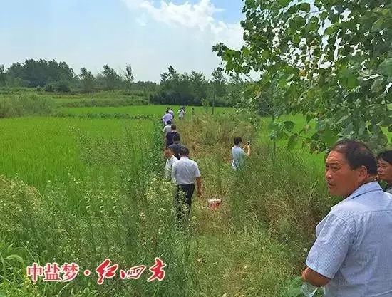 紅四方水稻控失肥與普通肥料對比