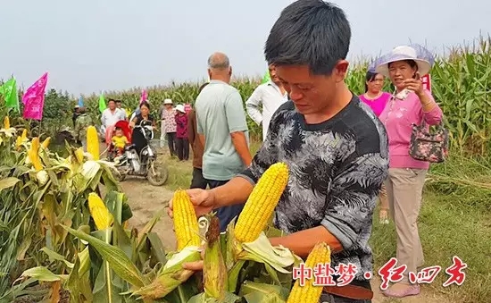 棒子沒(méi)禿尖，籽粒更飽滿。