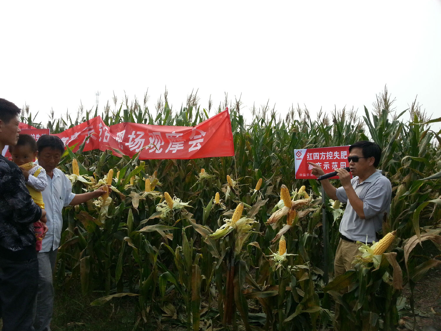 紅四方玉米控失肥試驗田觀摩會