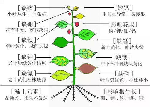 作物缺素癥狀表