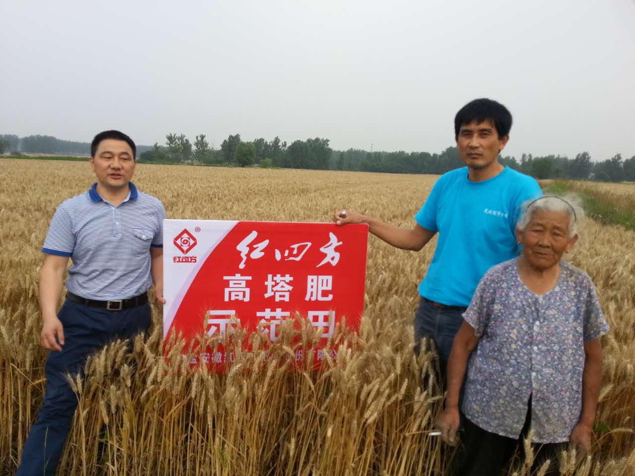 紅四方小麥高塔肥示范田