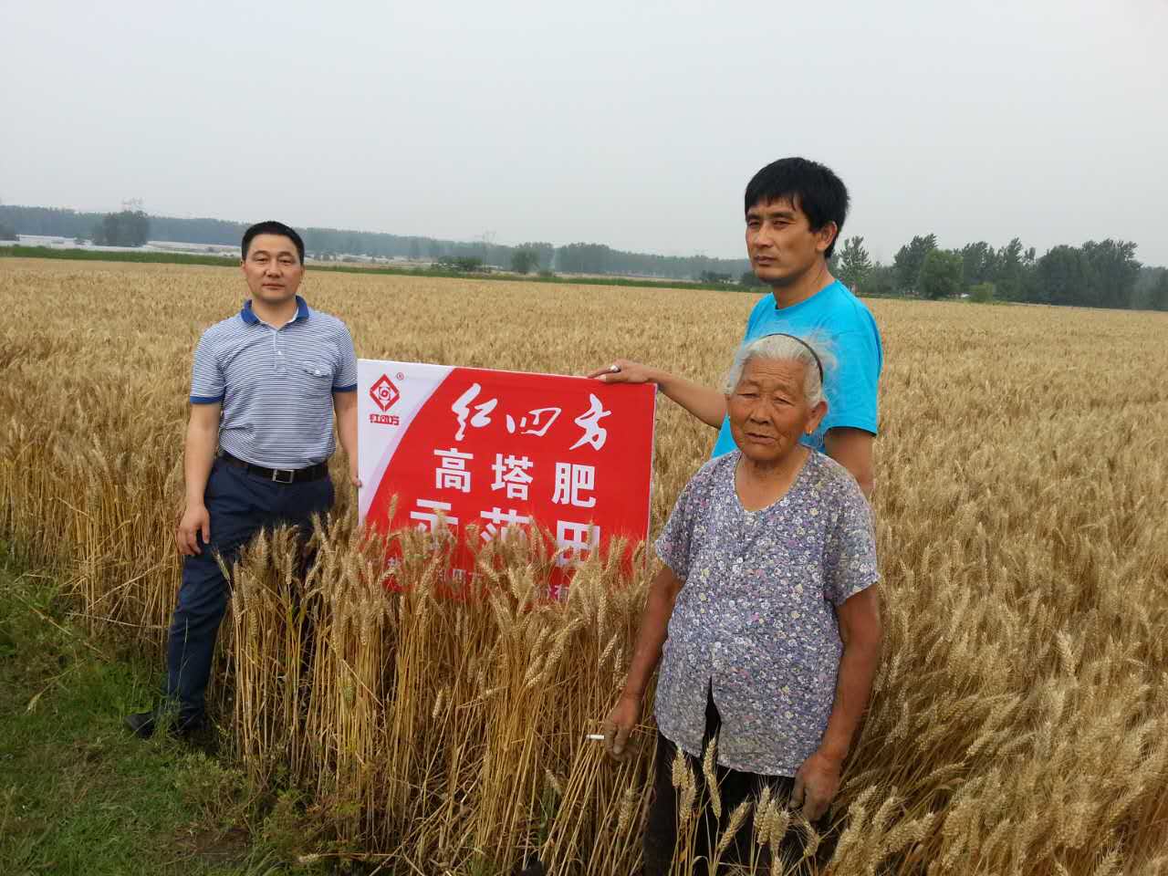 紅四方高塔肥示范田效果展示