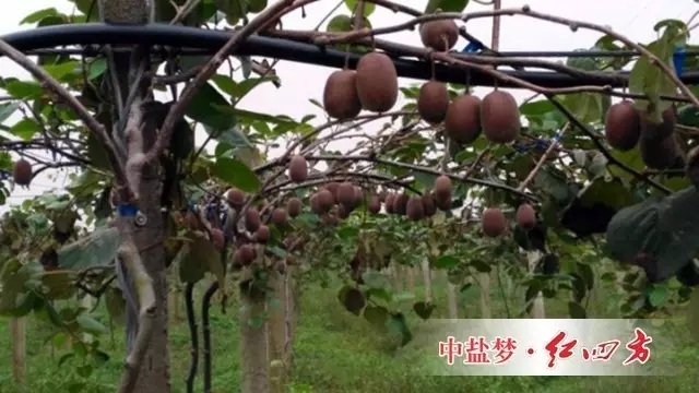 （種植基地的獼猴桃成熟了）