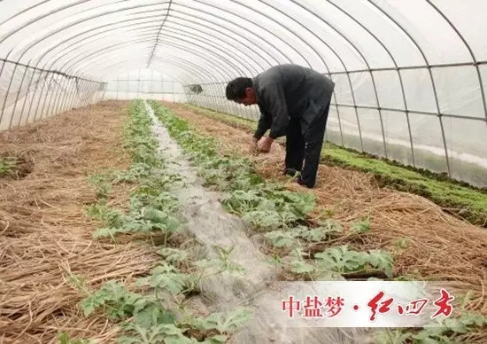 西瓜生長速度快，需肥量大，特別是在大棚覆蓋條件下，每畝產(chǎn)量可達(dá)3500千克以上，需肥量明顯增加。