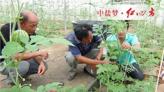 施紅四方高鉀型大量元素水溶肥