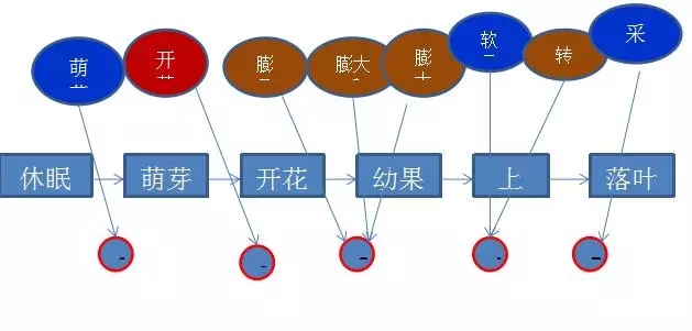 為了更合理的教會(huì)大家施肥，我們推出5大節(jié)點(diǎn)用肥方案，如上圖所示。