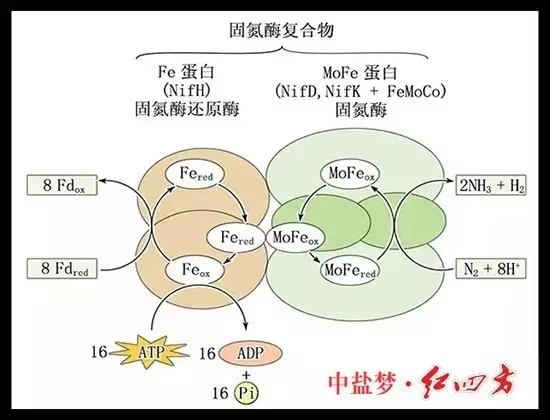 土壤肥力有限，長期吸收單一養分，會使土壤肥力下降，作物生長發育不良，易造成土地貧瘠，從而造成土地荒漠化，引發沙塵暴等。