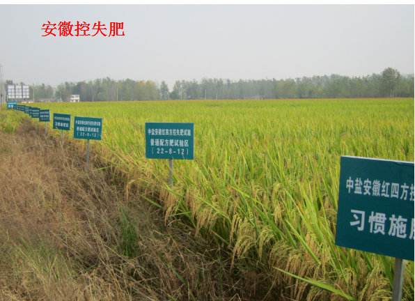 紅四方水稻控失肥對比試驗示范田